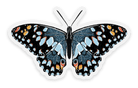AUTOCOLLANT - Le papillon bleu - Elyse Breanne Design - Boutique Shoosh